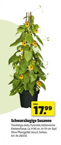 Hagebau Schwarzäugige susanne Angebot