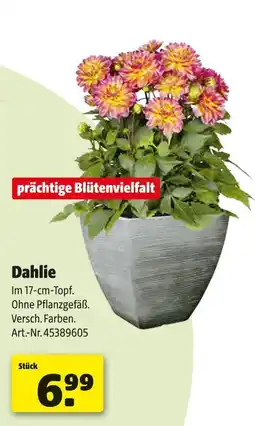 Hagebau Dahlie Angebot