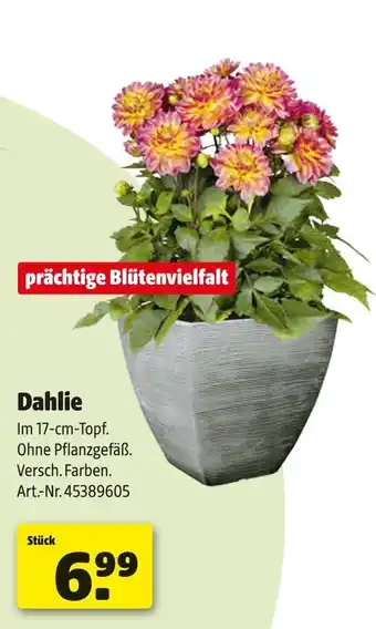 Hagebau Dahlie Angebot