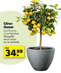 Hagebau Citrus-stamm Angebot