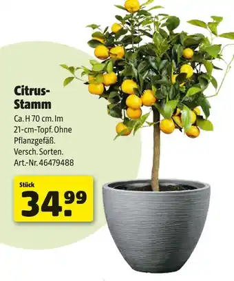 Hagebau Citrus-stamm Angebot