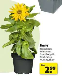 Hagebau Zinnie Angebot