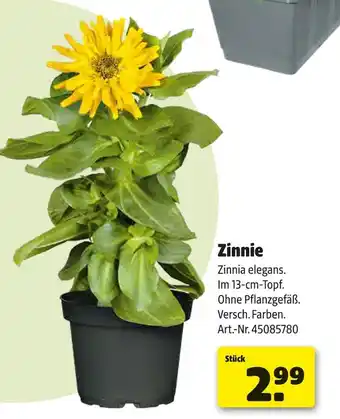 Hagebau Zinnie Angebot