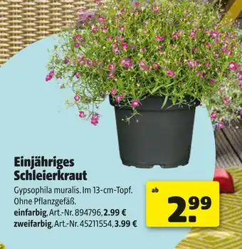 Hagebau Einjähriges schleierkraut Angebot