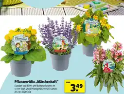 Hagebau Pflanzen-mix „märchenhaft“ Angebot