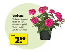 Hagebau Verbene Angebot