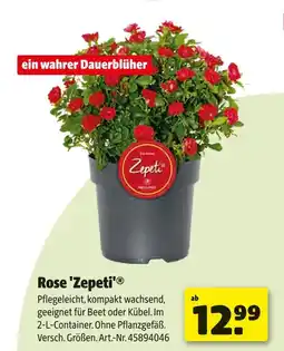 Hagebau Zepeti rose 'zepeti' Angebot