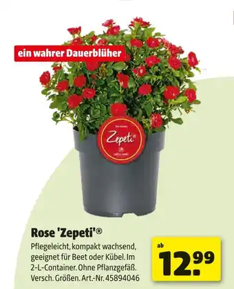Hagebau Zepeti rose 'zepeti' Angebot