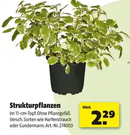 Hagebau Strukturpflanzen Angebot