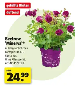 Hagebau Minerva beetrose Angebot
