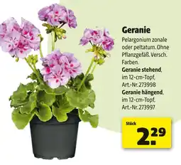 Hagebau Geranie stehend Angebot