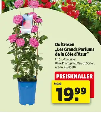 Hagebau Duftrosen les grands parfums de la côte d'azur Angebot