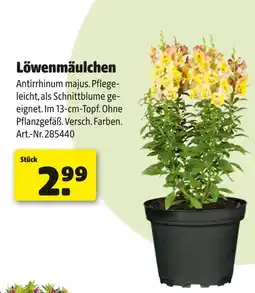 Hagebau Löwenmäulchen Angebot
