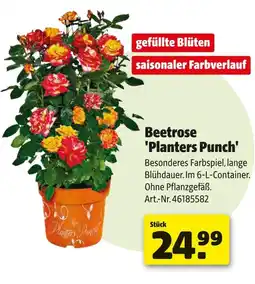 Hagebau Beetrose 'planters punch' Angebot
