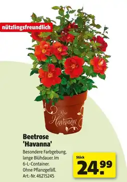 Hagebau Beetrose 'havanna' Angebot