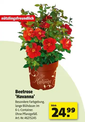 Hagebau Beetrose 'havanna' Angebot