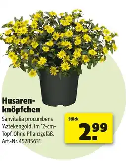 Hagebau Sanvitalia procumbens husarenknöpfchen 'aztekengold' Angebot