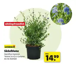 Hagebau Gartenkrone säckelblume Angebot
