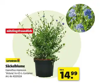 Hagebau Gartenkrone säckelblume Angebot