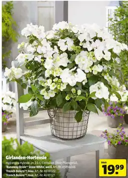 Hagebau Girlanden-hortensie Angebot