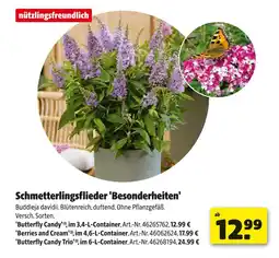 Hagebau Schmetterlingsflieder 'besonderheiten' Angebot