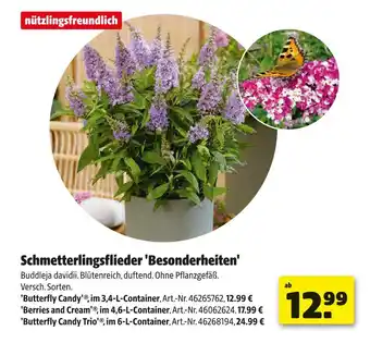 Hagebau Schmetterlingsflieder 'besonderheiten' Angebot