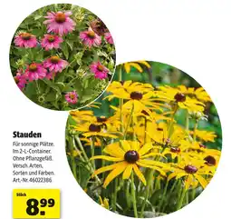 Hagebau Stauden Angebot