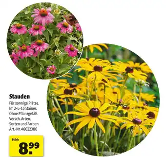 Hagebau Stauden Angebot