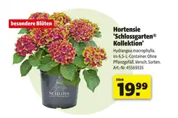 Hagebau Schloss hortensie 'schlossgarten kollektion' Angebot