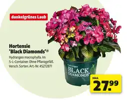 Hagebau Dunkelgrünes laub hortensie 'black diamonds' Angebot