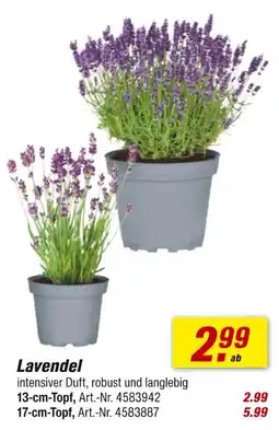 toom Baumarkt Lavendel Angebot