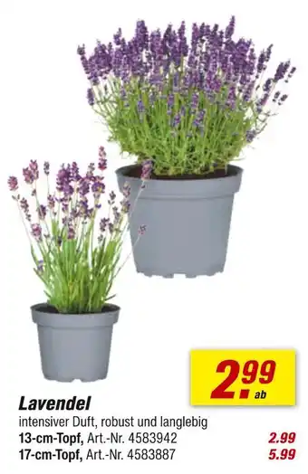 toom Baumarkt Lavendel Angebot