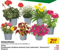 toom Baumarkt Sommerblumen Angebot