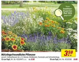 toom Baumarkt Nützlingsfreundliche pflanzen Angebot