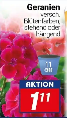 CENTERSHOP Geranien Angebot
