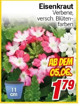 CENTERSHOP Eisenkraut Angebot