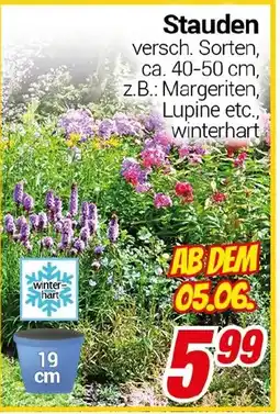 CENTERSHOP Stauden Angebot