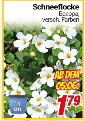 CENTERSHOP Schneeflocke Angebot