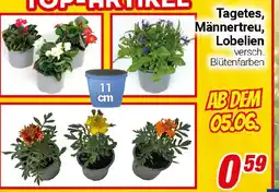 CENTERSHOP Tagetes, Männertreu, Lobelien Angebot