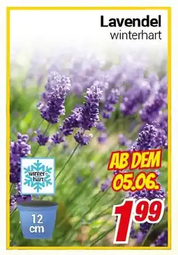CENTERSHOP Lavendel winterhart Angebot