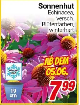 CENTERSHOP Sonnenhut Angebot