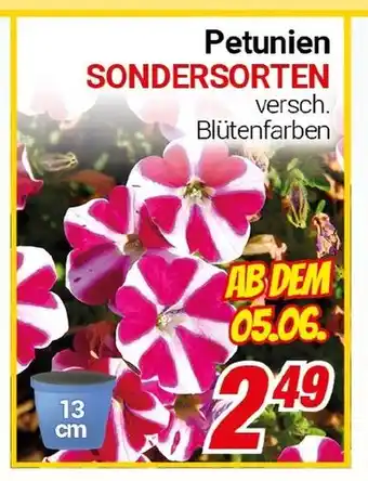 CENTERSHOP Petunien SONDERSORTEN Angebot