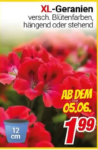 CENTERSHOP XL-Geranien Angebot