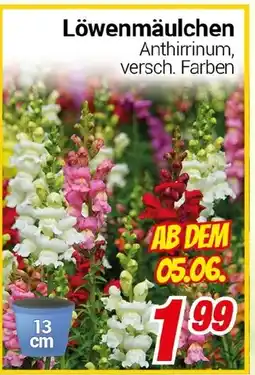 CENTERSHOP Löwenmäulchen Angebot