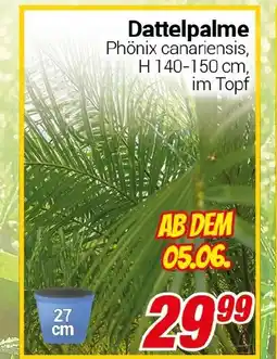 CENTERSHOP Dattelpalme Angebot