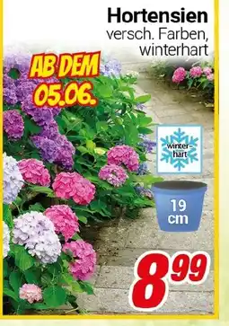 CENTERSHOP Hortensien Angebot