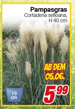 CENTERSHOP Pampasgras Angebot