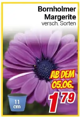 CENTERSHOP Bornholmer Margerite Angebot