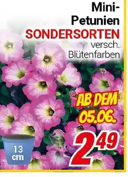 CENTERSHOP Mini- Petunien SONDERSORTEN Angebot
