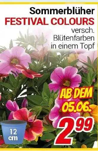 CENTERSHOP Sommerblüher FESTIVAL COLOURS Angebot